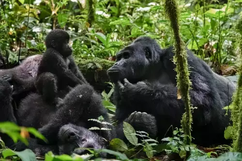 bwindi-gorilla-africam-tent-resort