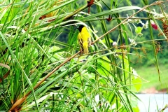 Lake-bunyonyi-birds